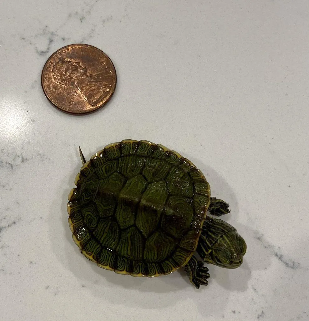 Turtle