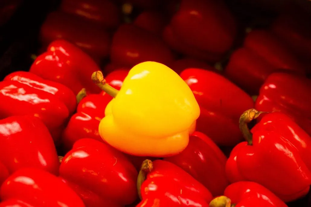Yellow pepper bell