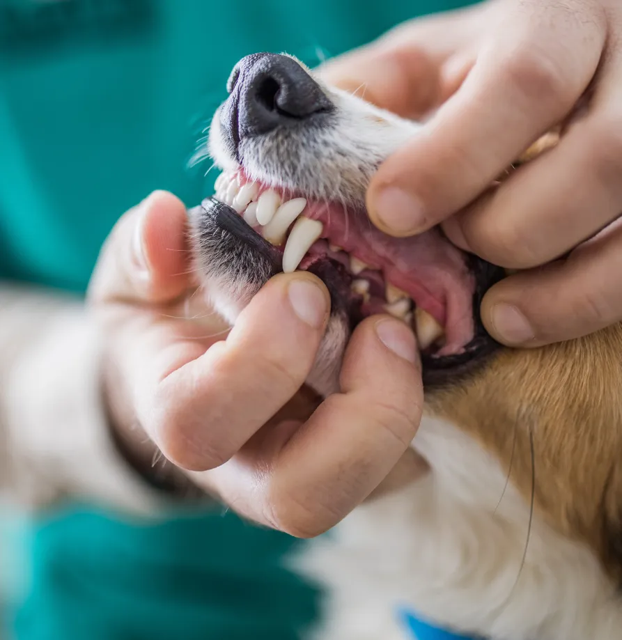 Say Goodbye to Bad Breath: The Benefits of Anesthesia-Free Dental Cleanings for Dogs