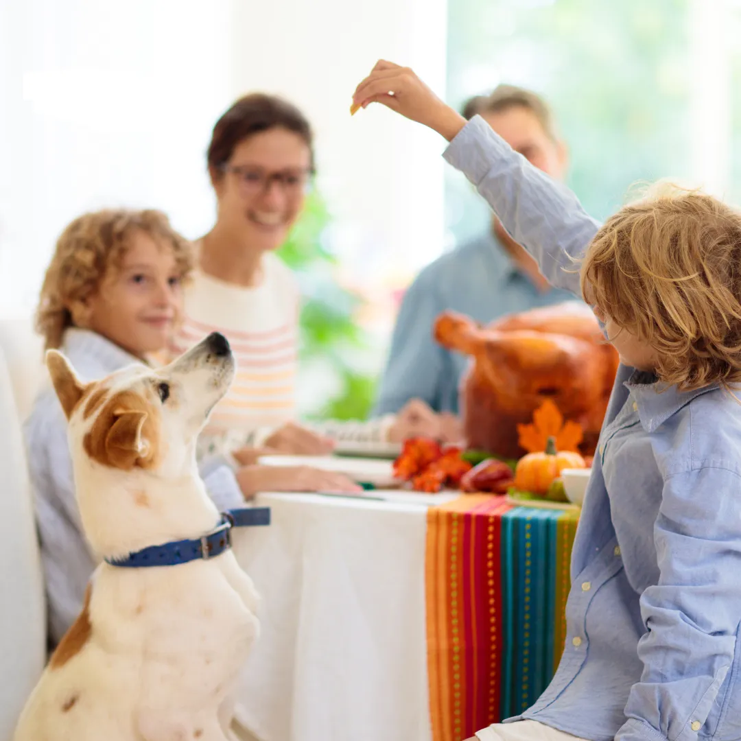 The Do’s and Don’ts of feeding Pets during Thanksgiving