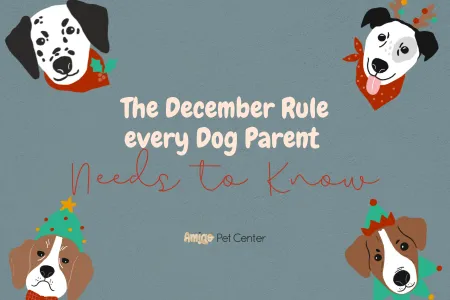 The December Rule Every Dog Parent Needs to Know