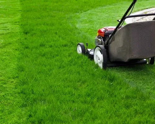 Professional lawn mowing