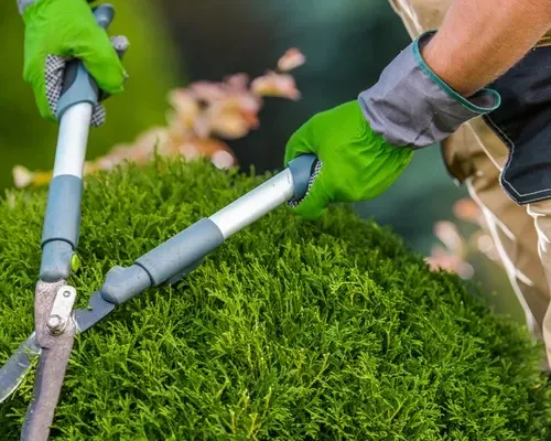 Hedge Trimming in Airdrie