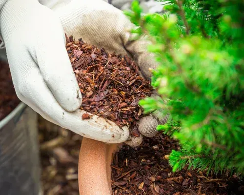 Mulch installation in yard