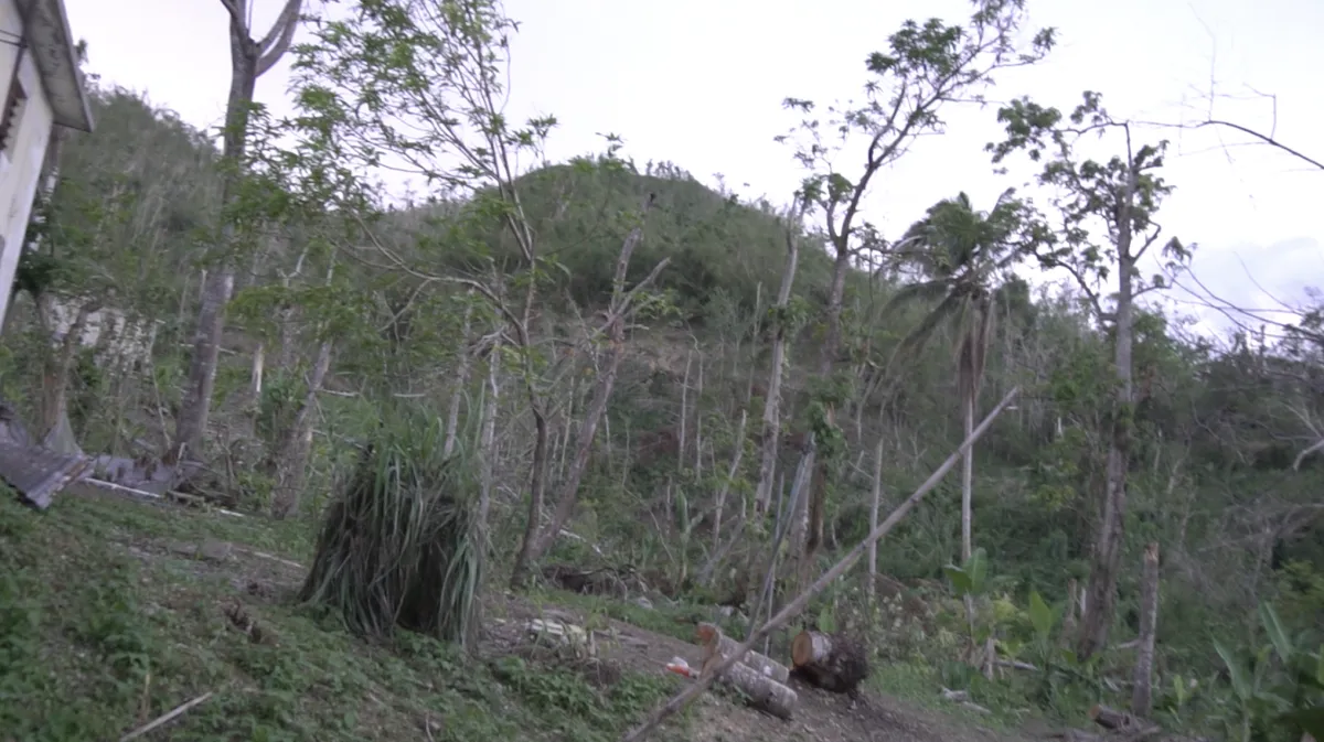 Fruit Forest Needs Support