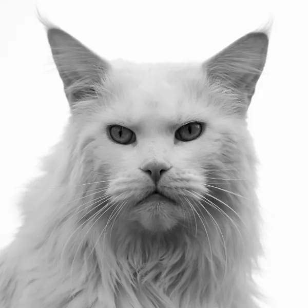 angry cat