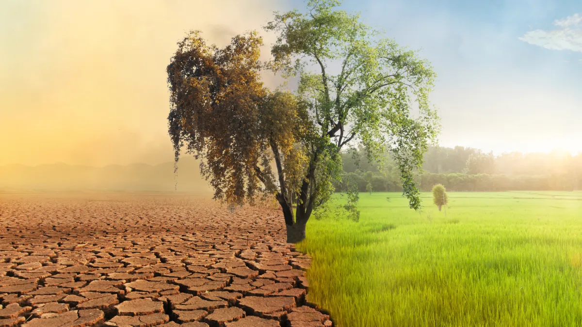 An image of a tree where once half is in a drought and the other half is vibrant and lush to exemplify how environmental changes affect mental health