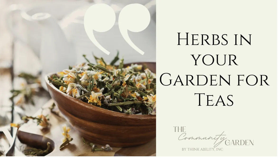 Herbs in Your Garden