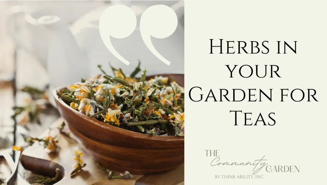 Herbs in your Garden for Homemade Teas