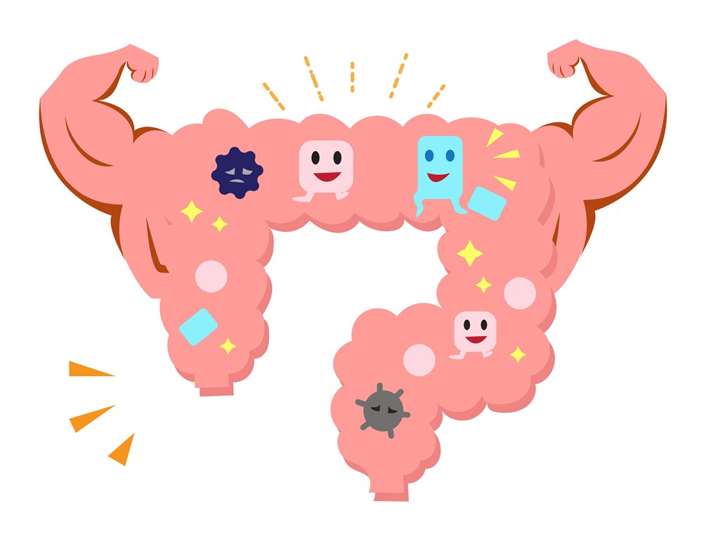 Bifidobacterium Explained