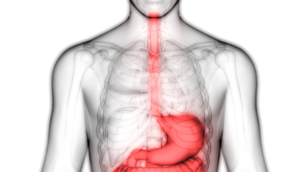 oesophagus