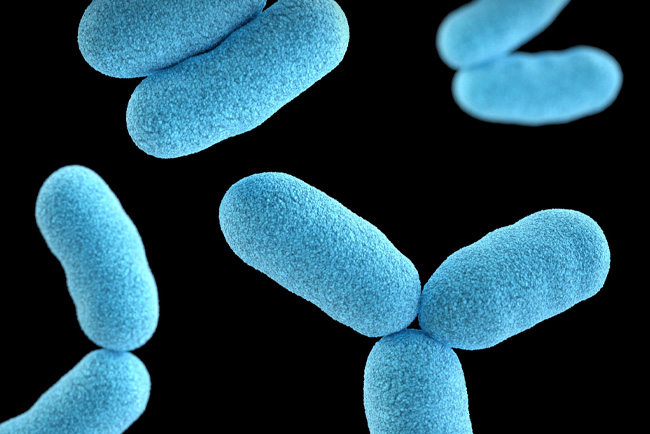 SIBO bacteria