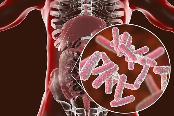 digestive system