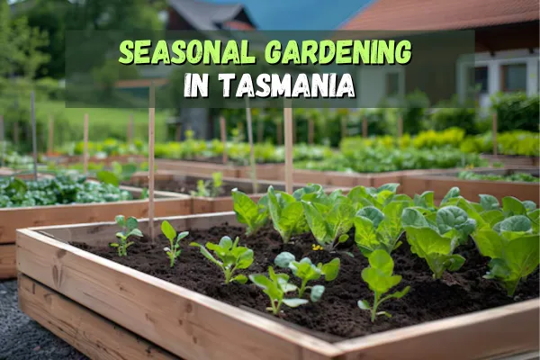 Image of a vege garden with what looks like lettuce in such