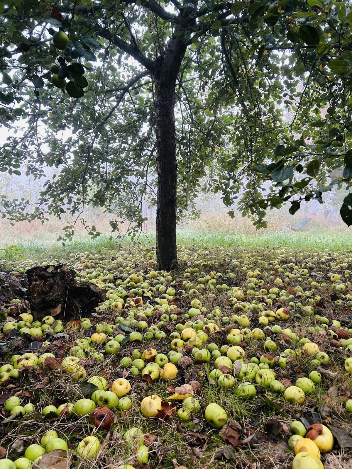 sjamanistischehealinggent