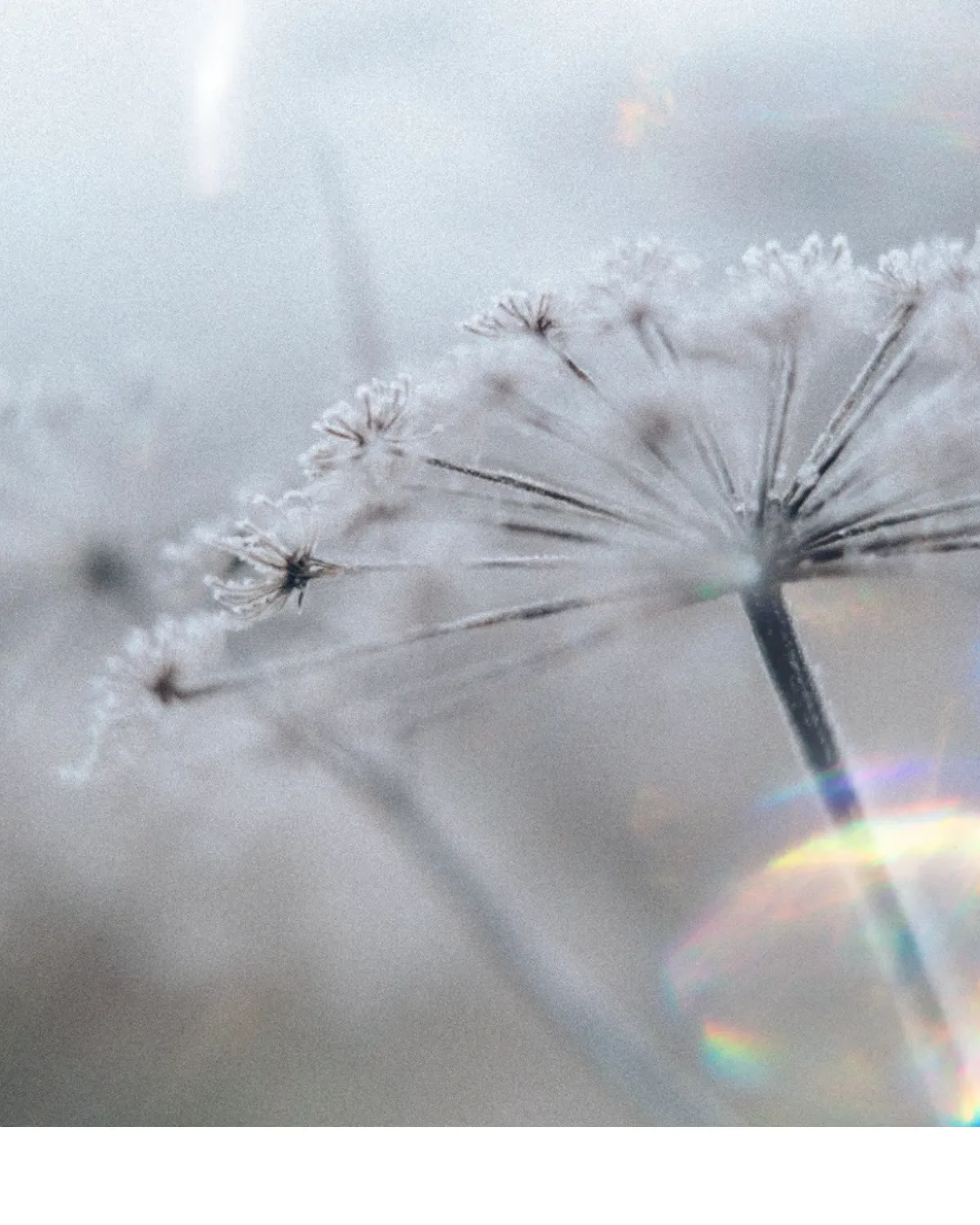 sjamanistische healing