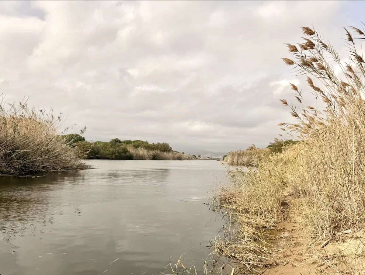 sjamanistische healing