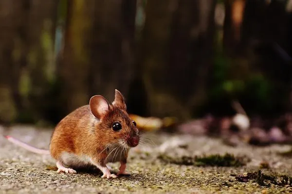 A picture of a mouse running