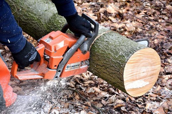 Tree service cutting through a branch.