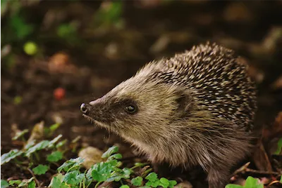 brown hedgehog