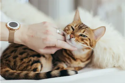 hand petting a cat