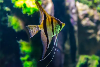 angel fish