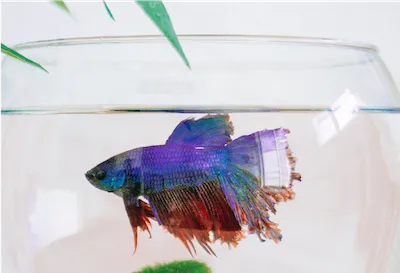 betta fish in a bowl