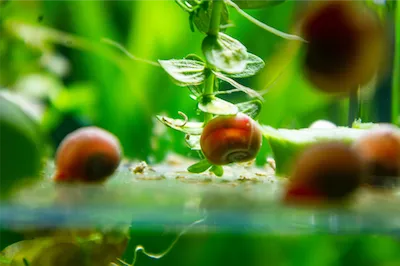 snails with green plants