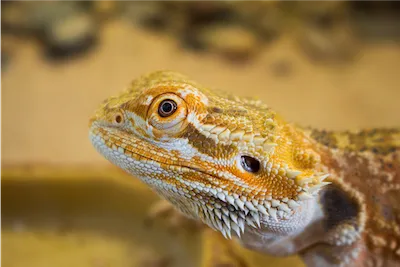 bearded dragon