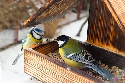 two birds at a bird feeder