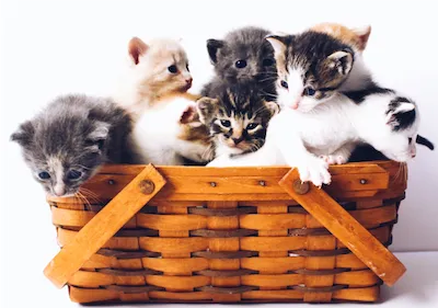 eight kittens in a basket