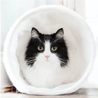 black and white cat in a white tunnel toy