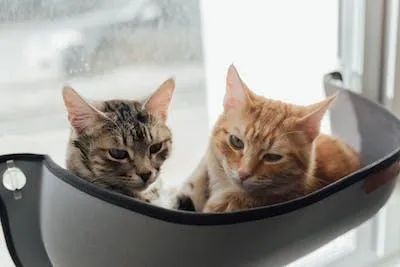 two cats in a window box