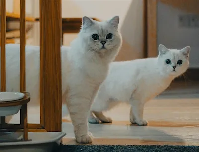 two white cats 