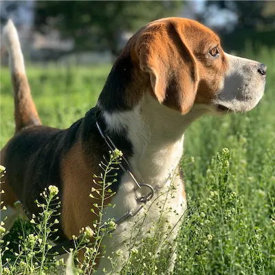 Beagle Dog in Grass