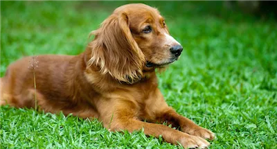 Reddish Dog in Grass