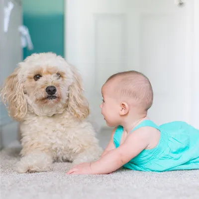 dog and baby