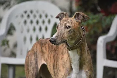 greyhound dog in front of white chair