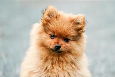 pomeranian