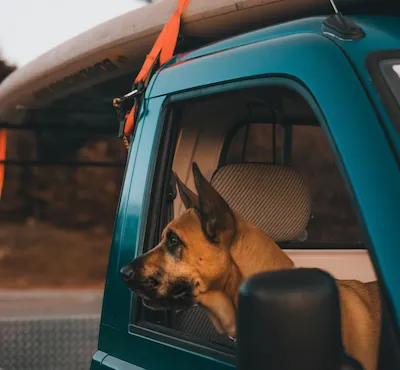 German Shepherd mix in blue truck with canoe on top