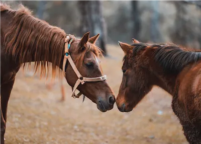 two horses rubbing noses