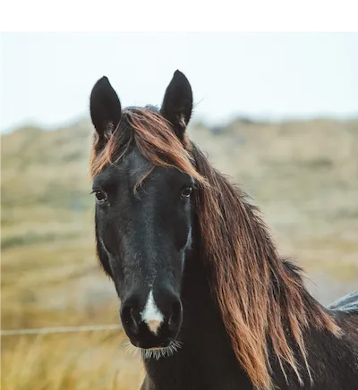 black horse with brown mane in pasture