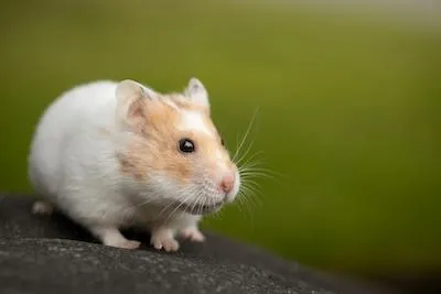 tan and white hamster