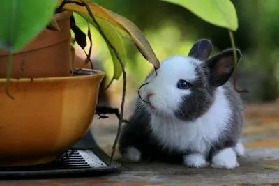 gray and white bunny near planter