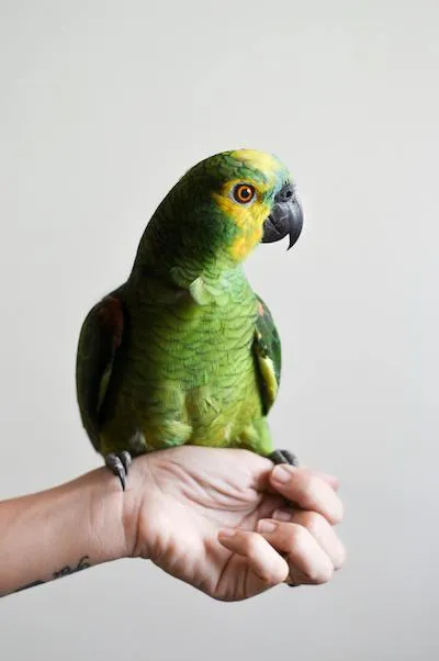 green pet bird on hand