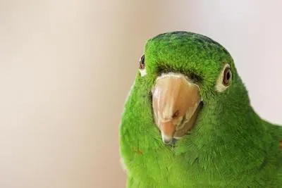 green pet bird 