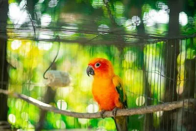 orange pet bird in a cage