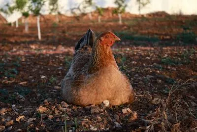 Hen Sitting on Nest outside with one chick showing