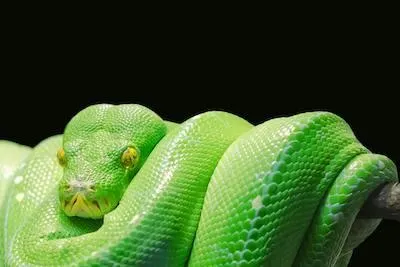 green snake