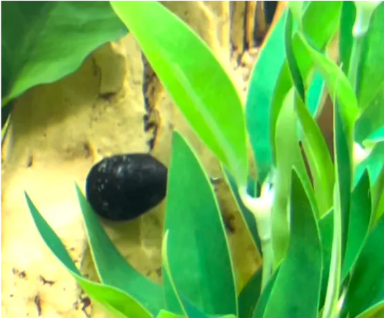 black snail in fresh water aquarium